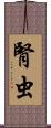 腎虫 Scroll