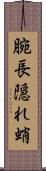 腕長隠れ蛸 Scroll