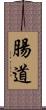 腸道 Scroll