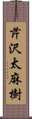 芹沢太麻樹 Scroll