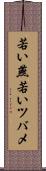 若い燕 Scroll