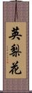 英梨花 Scroll