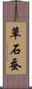草石蚕 Scroll