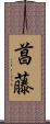 菖藤 Scroll