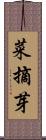 菜摘芽 Scroll