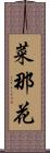 菜那花 Scroll