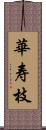 華寿枝 Scroll