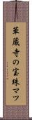 華蔵寺の宝珠マツ Scroll