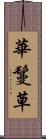 華鬘草 Scroll