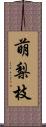 萌梨枝 Scroll