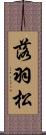 落羽松 Scroll