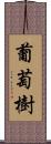 葡萄樹 Scroll
