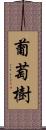 葡萄樹 Scroll