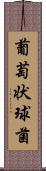 葡萄状球菌 Scroll