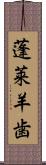 蓬莱羊歯 Scroll