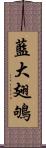 藍大翅鴝 Scroll