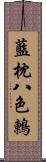 藍枕八色鶇 Scroll