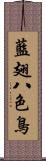 藍翅八色鳥 Scroll