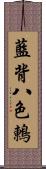 藍背八色鶇 Scroll