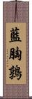 藍胸鶉 Scroll