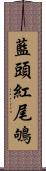 藍頭紅尾鴝 Scroll