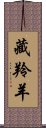 藏羚羊 Scroll