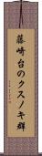 藤崎台のクスノキ群 Scroll