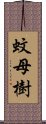 蚊母樹 Scroll