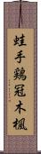 蛙手;鶏冠木;楓 Scroll