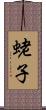 蛯子 Scroll