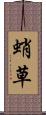 蛸草 Scroll