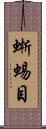 蜥蜴目 Scroll