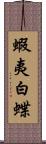 蝦夷白蝶 Scroll