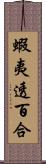 蝦夷透百合 Scroll