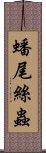 蟠尾絲蟲 Scroll