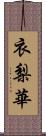 衣梨華 Scroll