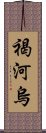 褐河烏 Scroll