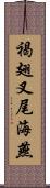 褐翅叉尾海燕 Scroll