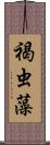褐虫藻 Scroll