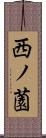 西ノ薗 Scroll