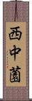 西中薗 Scroll