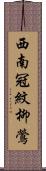 西南冠紋柳鶯 Scroll