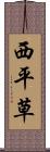 西平草 Scroll