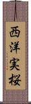 西洋実桜 Scroll