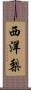西洋梨 Scroll