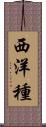 西洋種 Scroll