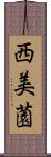 西美薗 Scroll