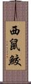 西鼠鮫 Scroll