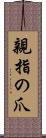 親指の爪 Scroll