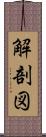 解剖図 Scroll